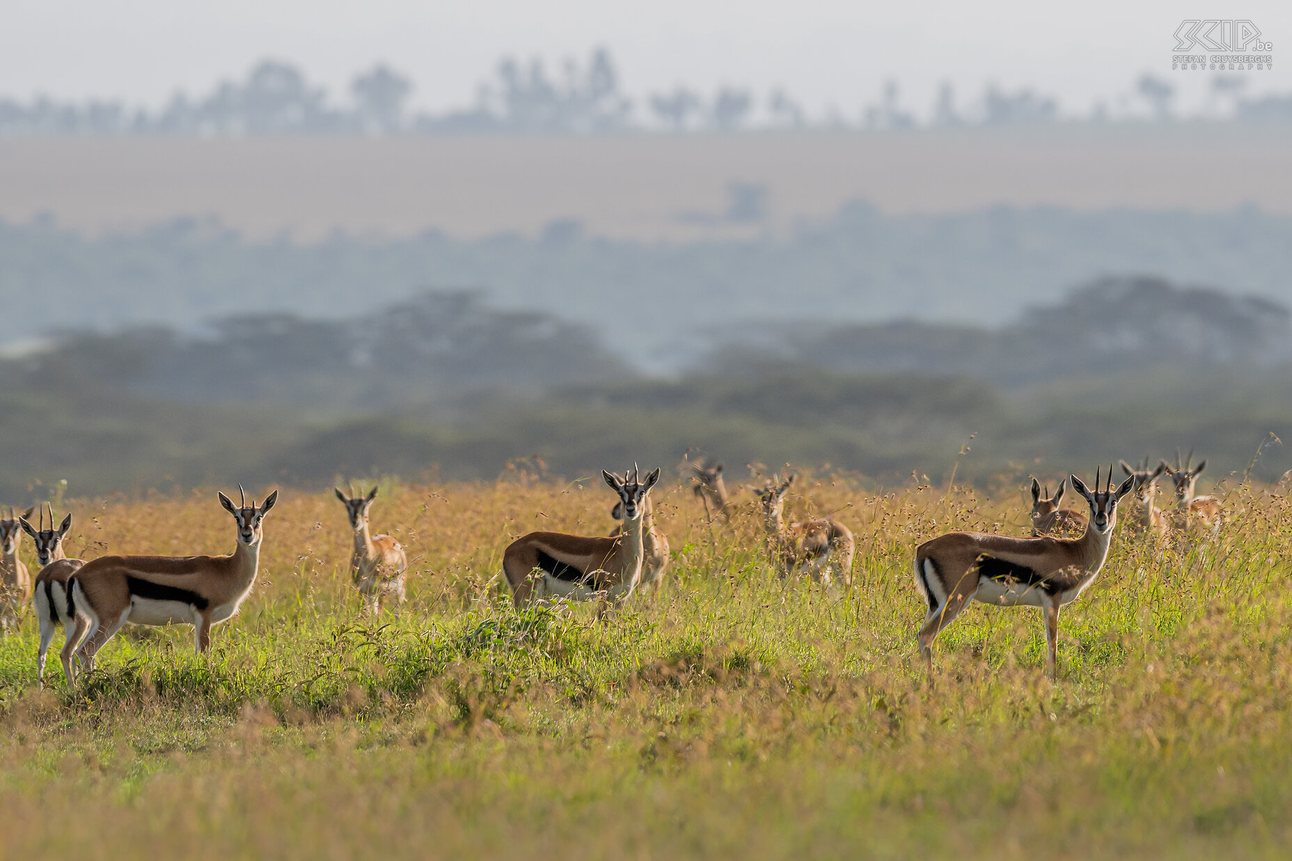 Solio - Thomsongazelle De Thomson gazelle is een kleine veelvoorkomende antilopensoort die in open vlaktes leven en meestal wat schuwer is. Stefan Cruysberghs